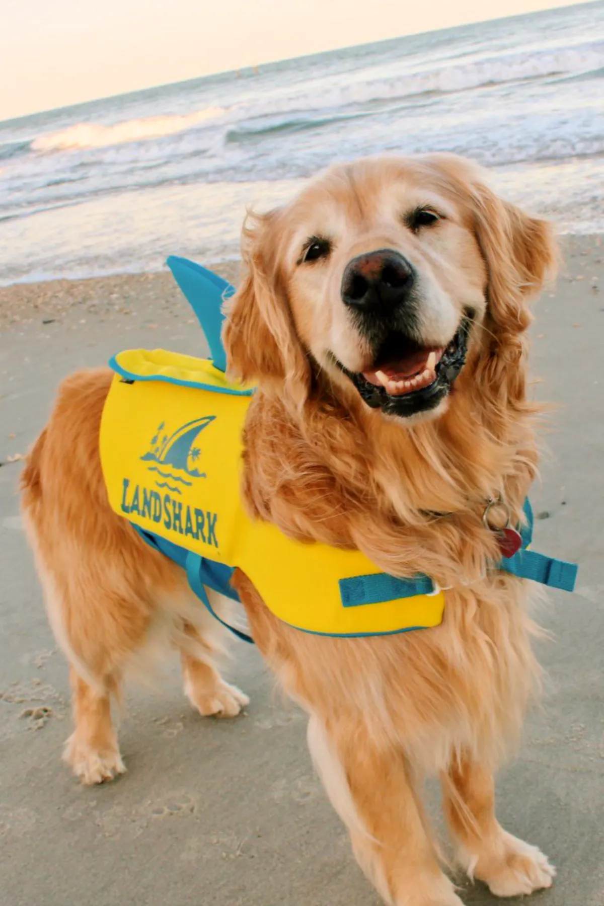 LANDSHARK PET VEST